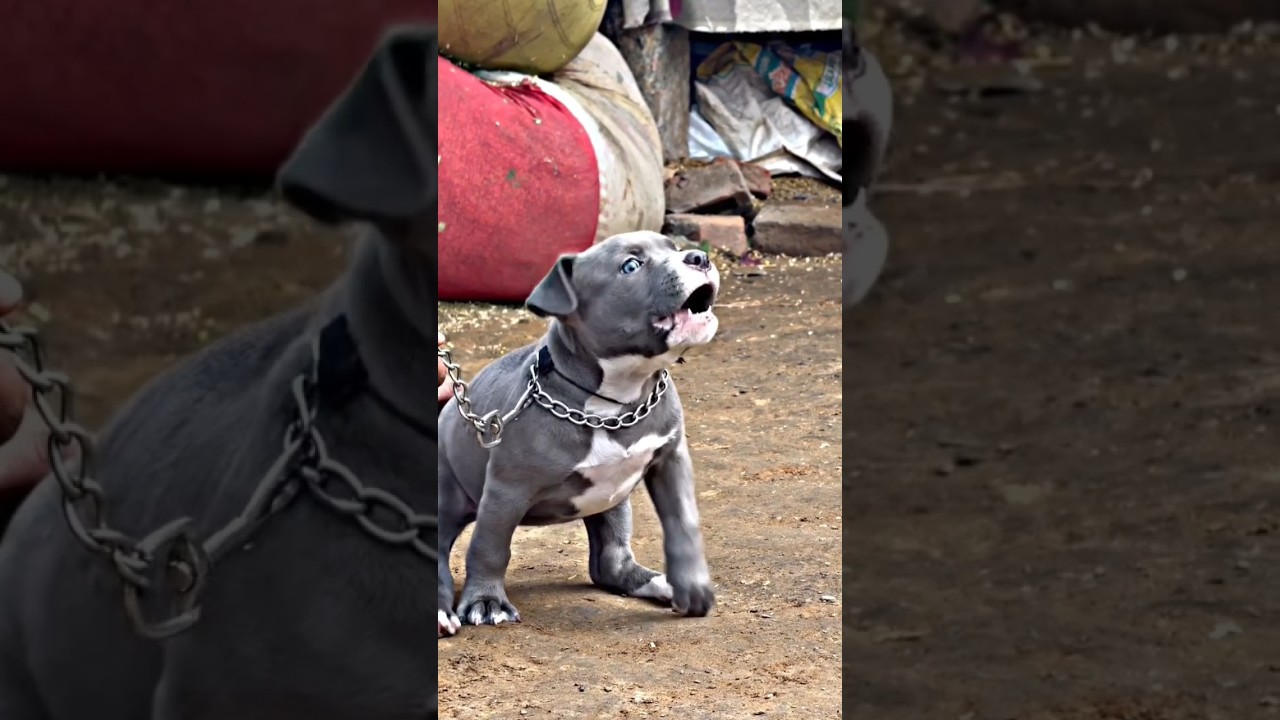 wait for end 😱 pitbull dog lovers 