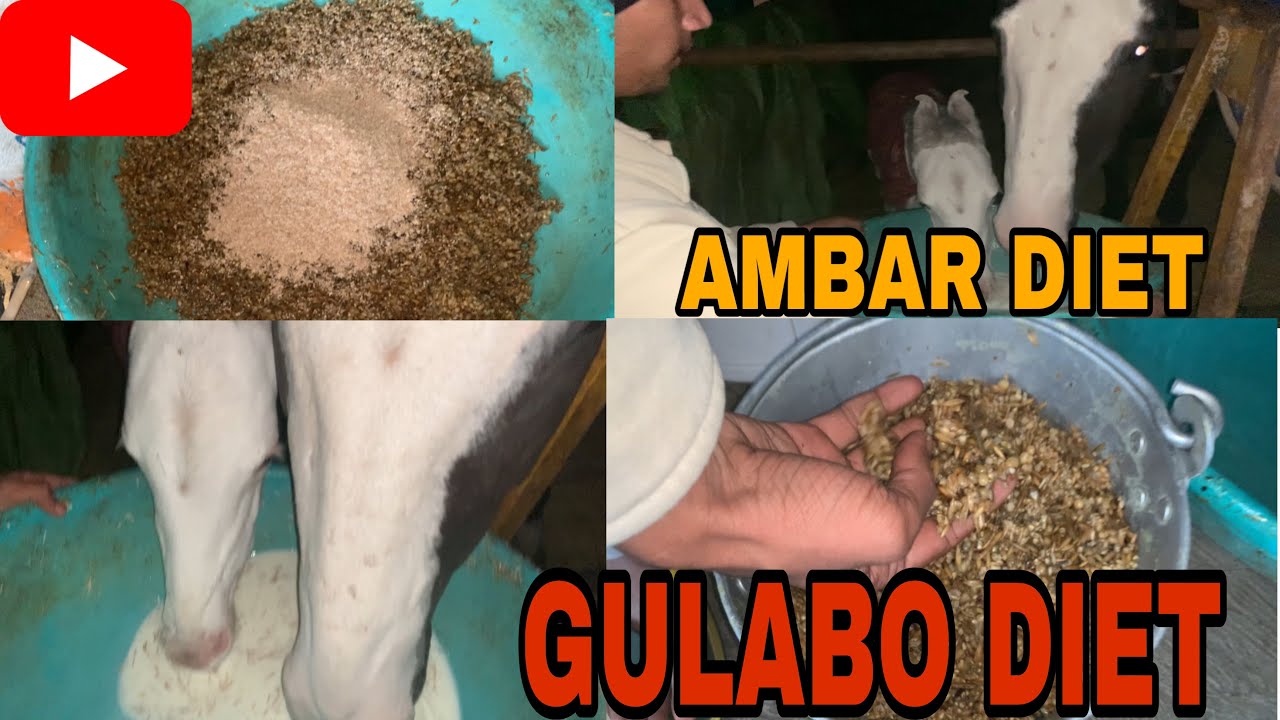 Horse diet plan diet for horses in winter shonki sardar beant