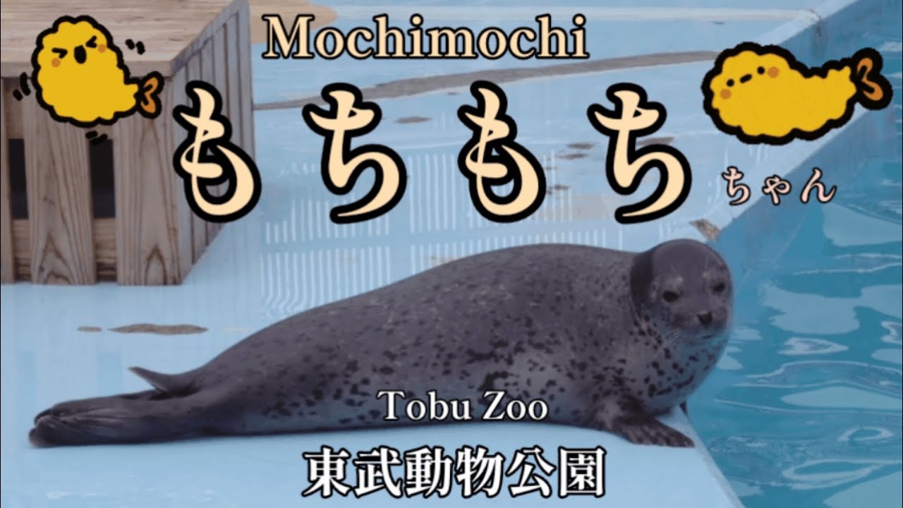 もちもちちゃん①】Mochimochi【東武動物公園】 - YouTube