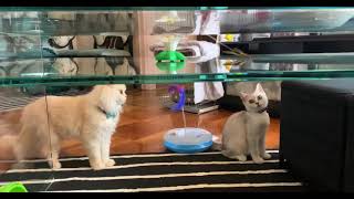 Cats fighting over toy (Milo and Moon)