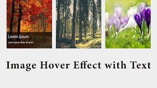 Image Hover Effect with Text | Image hover effect with text