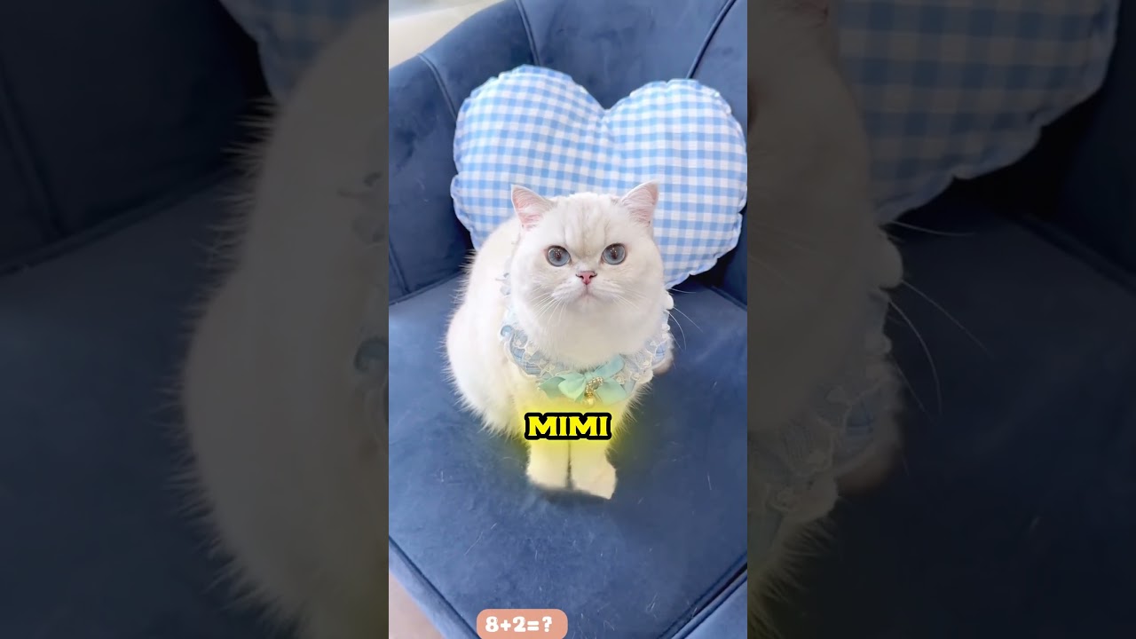 Nobody Believed Me 😿💔 #shortvideo