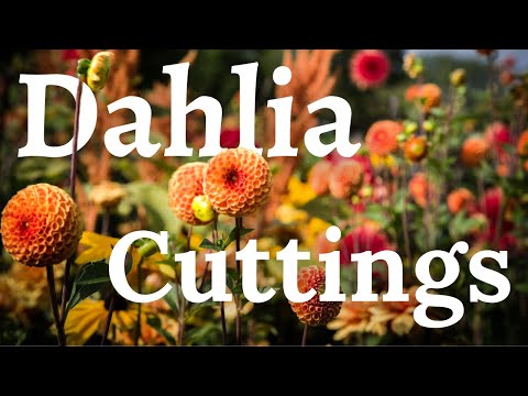 วีดีโอ: วิธีทำเงินตัด Dahlias