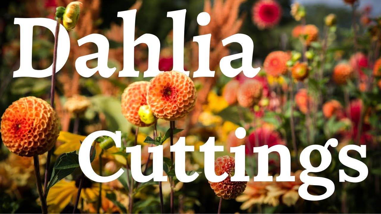How To Grow Dahlias From Cuttings 