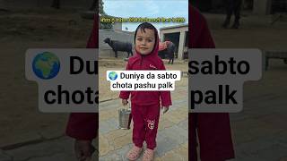 Duniya da sab to chota pasu palak