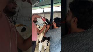 Dudh Badane wali Feed Pashuo K liye