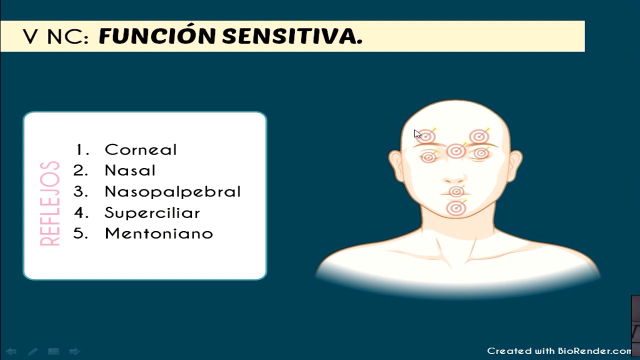 Exploración semiológica del V Nervio Craneal Trigémino YouTube