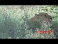 Lioness Hunting Warthog - Nature's Deadliest Moment