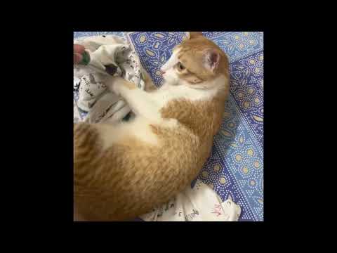 Cute kitten denying to give tshrt back to the butler