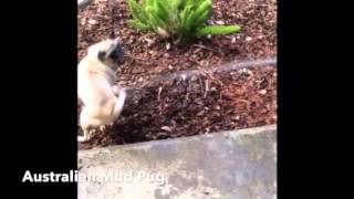 Extremely rare footage of Australian Mud Pug attack