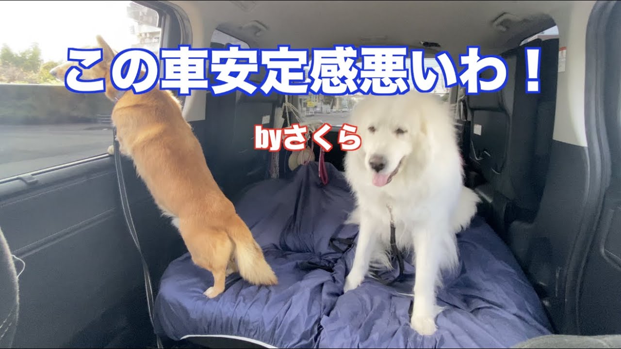 車のシートアレンジ 難しい グレートピレニーズ