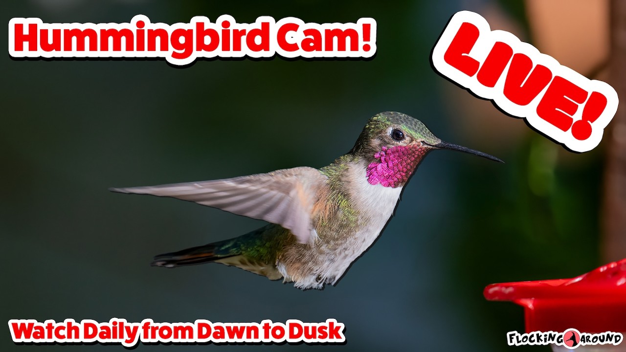 🪶 Live Hummingbird Feeder Cam! Join us Daily at 08:00 ! - 2026-07-09 🪶