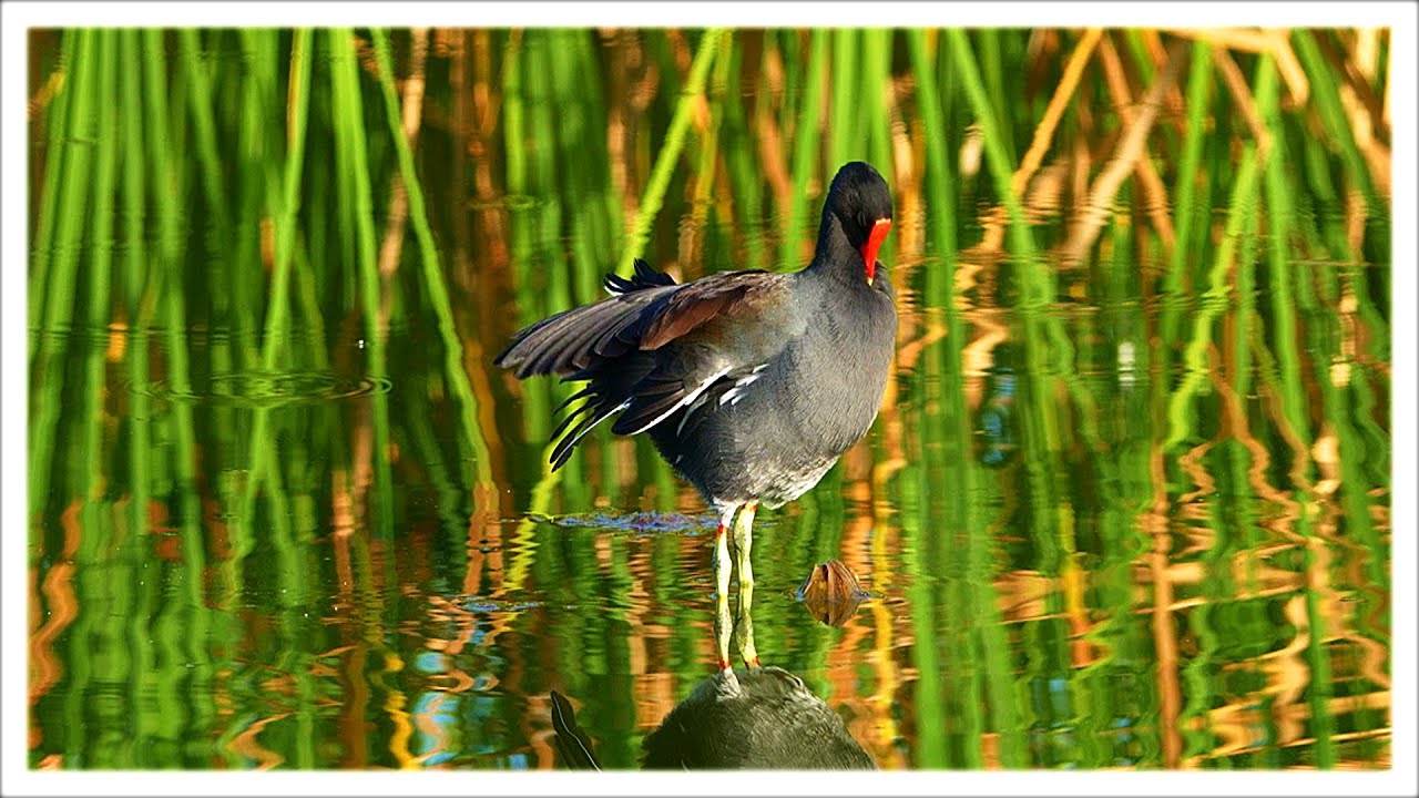 Moorhen in 4k a mirror clear pond with the sony A1 sony 200-600mm lens.