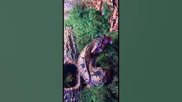 Ball python eats rat pup!!😱😱🐍 #shorts #animals #reptiles #snakes #feeding