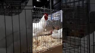 White Barnevelder Rooster Crowing