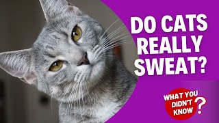 What You Didn't Know: Do CATS Really Sweat?