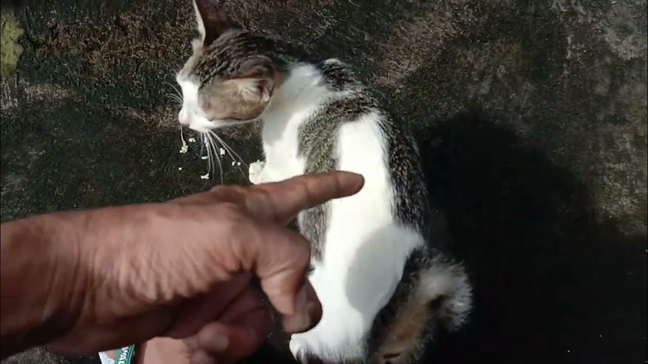 KUCING LIAR EKOR BUNTUNG BERANAK KEMBANG TELON / TRI COLOR/ TIGA WARNA