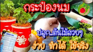 กระถางต้นไม้ diy กระป๋องนมเก่า รักษ์โลก รักษ์สิ่งแวดล้อม ปลูกต้นเล็บครุฑแคระใบด่าง/เล่าสู่อู้กำเมือง