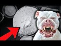 Dog ATTACKS My Latest Silver Purchase!