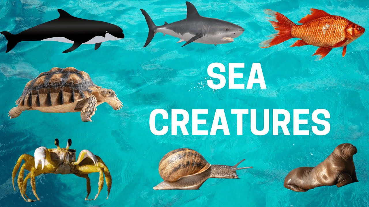 learn sea animals in English sea animal names Ocean Animals YouTube
