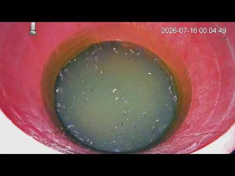 用水缸养塘角鱼过程
