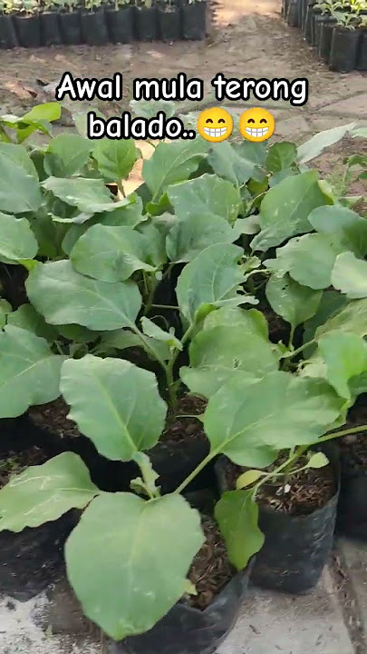 Bukan Cabe-cabean, cabai rawit terong ungu, terong balado #shorts #cabai #terong #bibit #sayuran