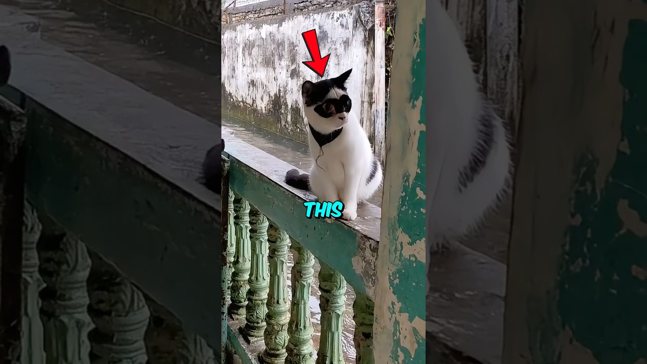 This Cat Was a Real-Life Superhero 🐱🦸 