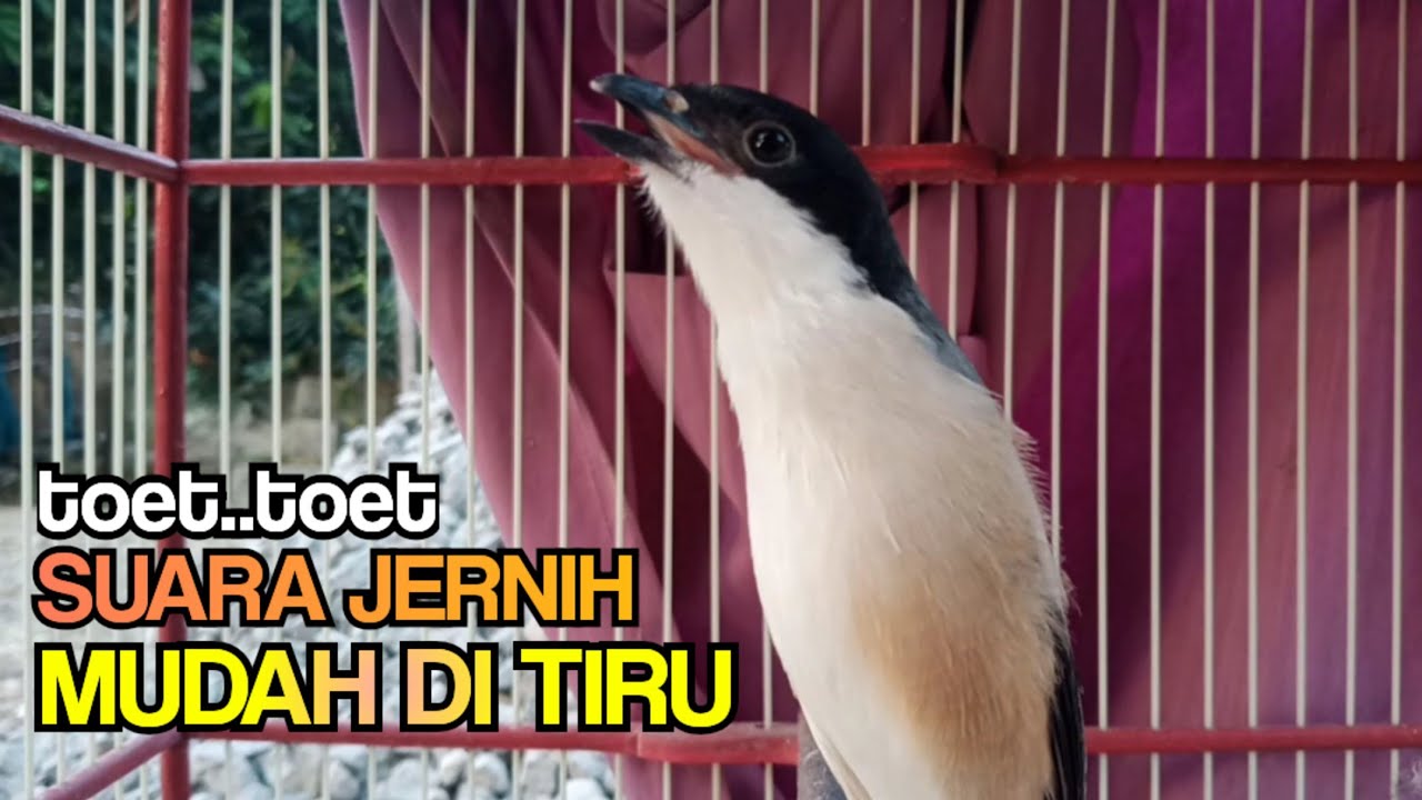 Pancingan Cendet Gacor Di Pagi Hari Toet toet Suara Jernih Mudah Di Tirukan Cendet Lain Langsung On