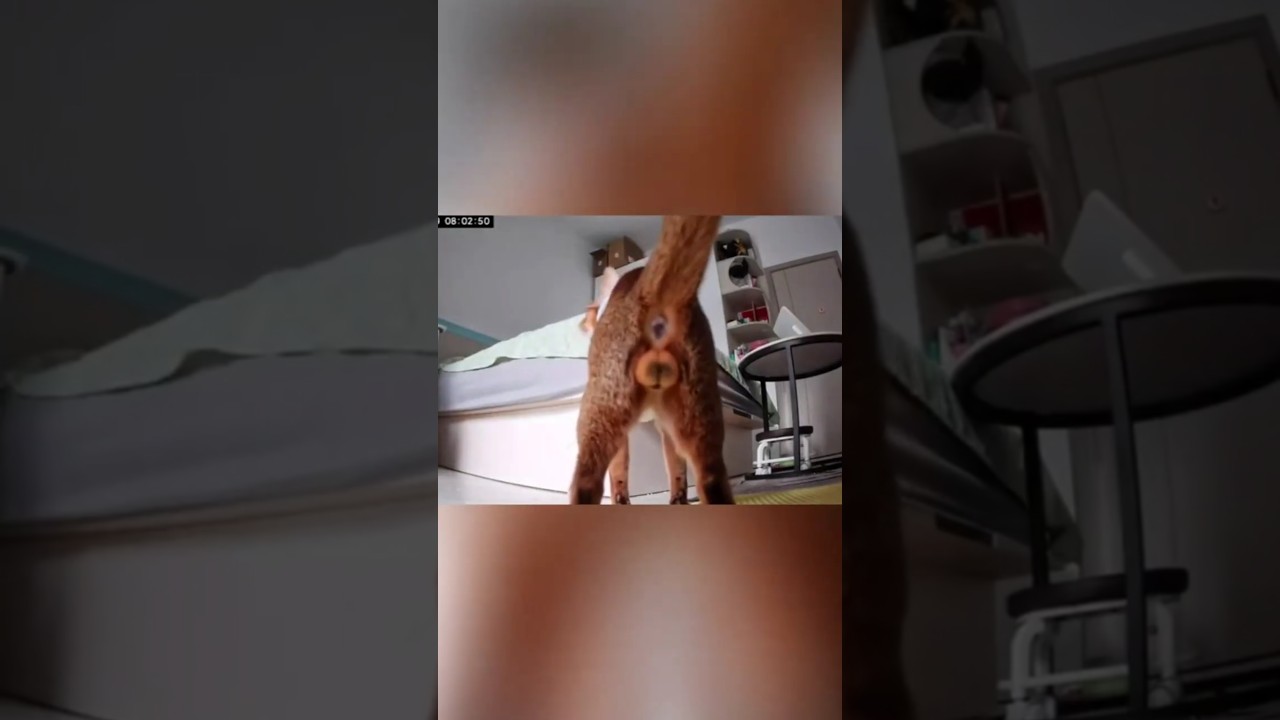 The cat's dramatic behavior under surveillance🤣