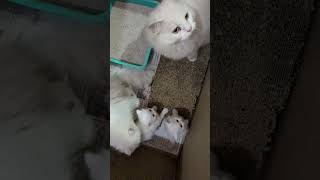 #song #cat #retreiver #cute #birds #cat #pets #persian