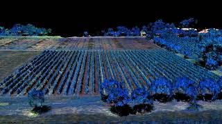 Dense Point Cloud of a Vineyard