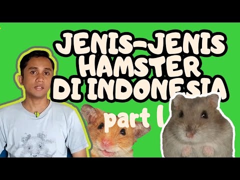 Video: Cara Mengenali Jenis Hamster