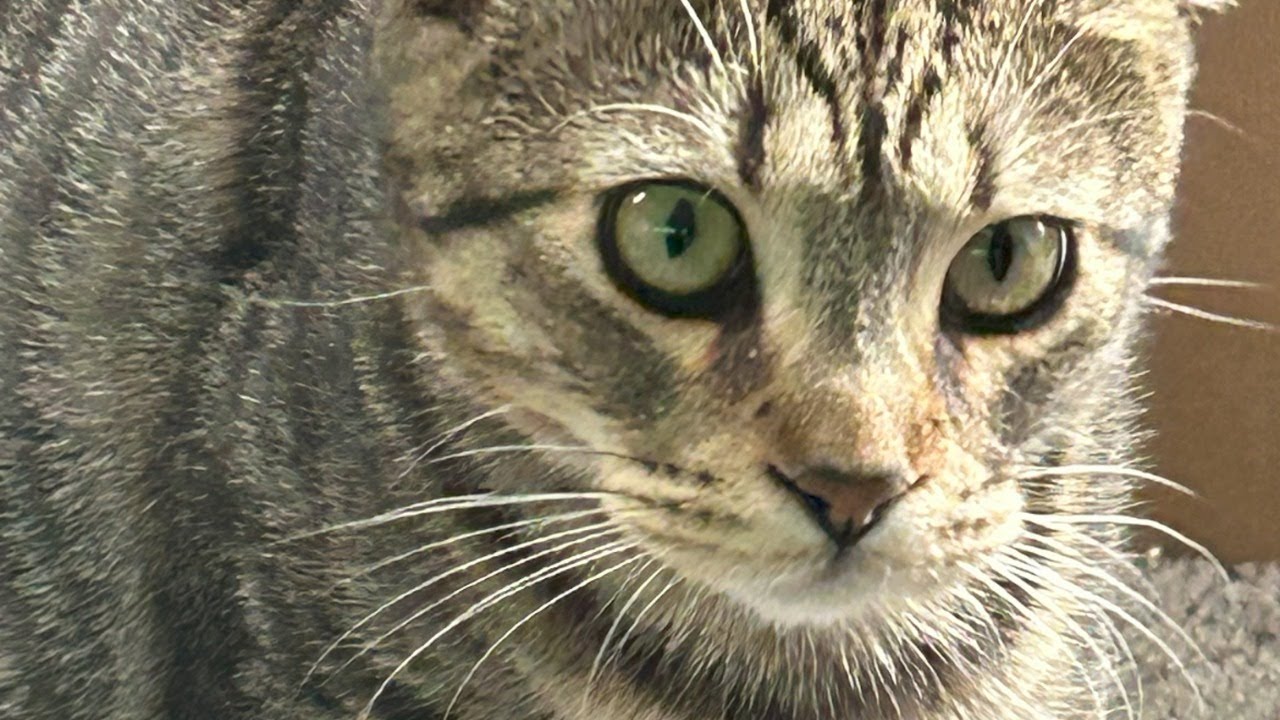 Monday w/ Mack The CAT #37 - UNBOXING! 📱