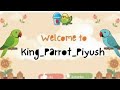 King Parrots Piyush is live