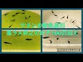 サタン稚魚選別　黒ラメ幹之の針子100匹超え