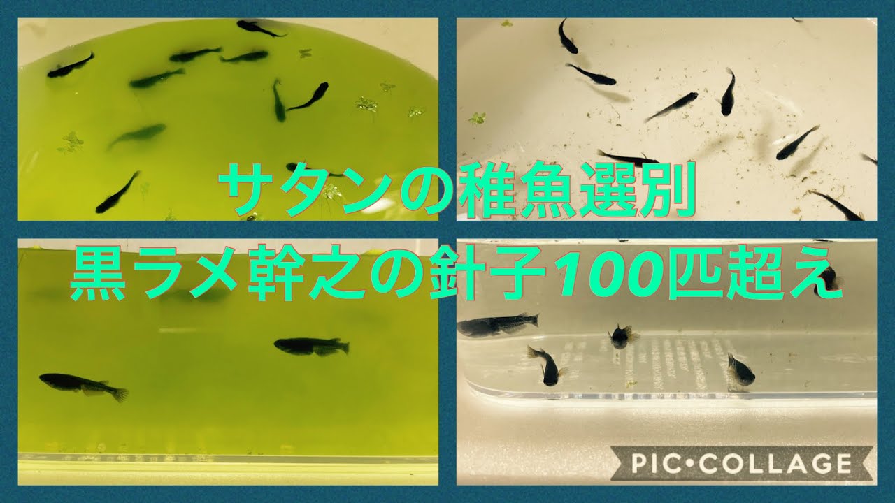 （あと1人限定予約可）夢中メダカの直仔の子王妃の針子卒業稚魚10匹5000円 Amazon | コメット【孵化したばかりの稚魚（針子）用フード】針子