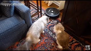 How Ragdoll Cats Ash and Addie Respond to Unboxing of iRobot Roomba 805 from Costco - Floppycats