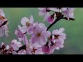 Waiting - Flower Children Of The Apocalypse (Ft. Sun Vessel)