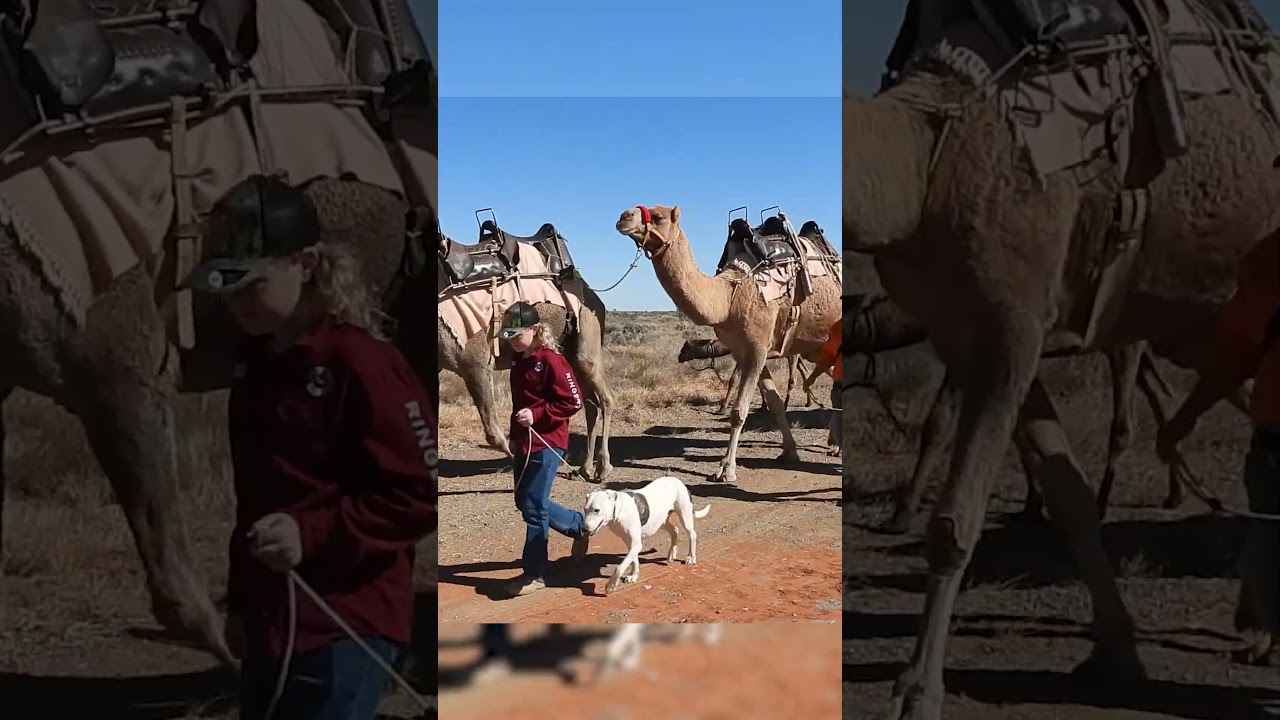 Silverton camels en route to Broken Hill to appear on Channel 7's Weekend Sunrise