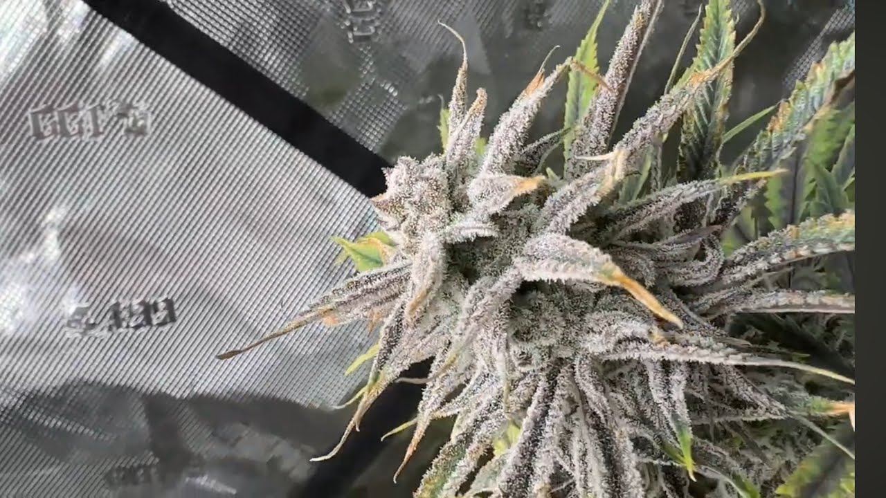 FREE Copy Cat Genetix Clones