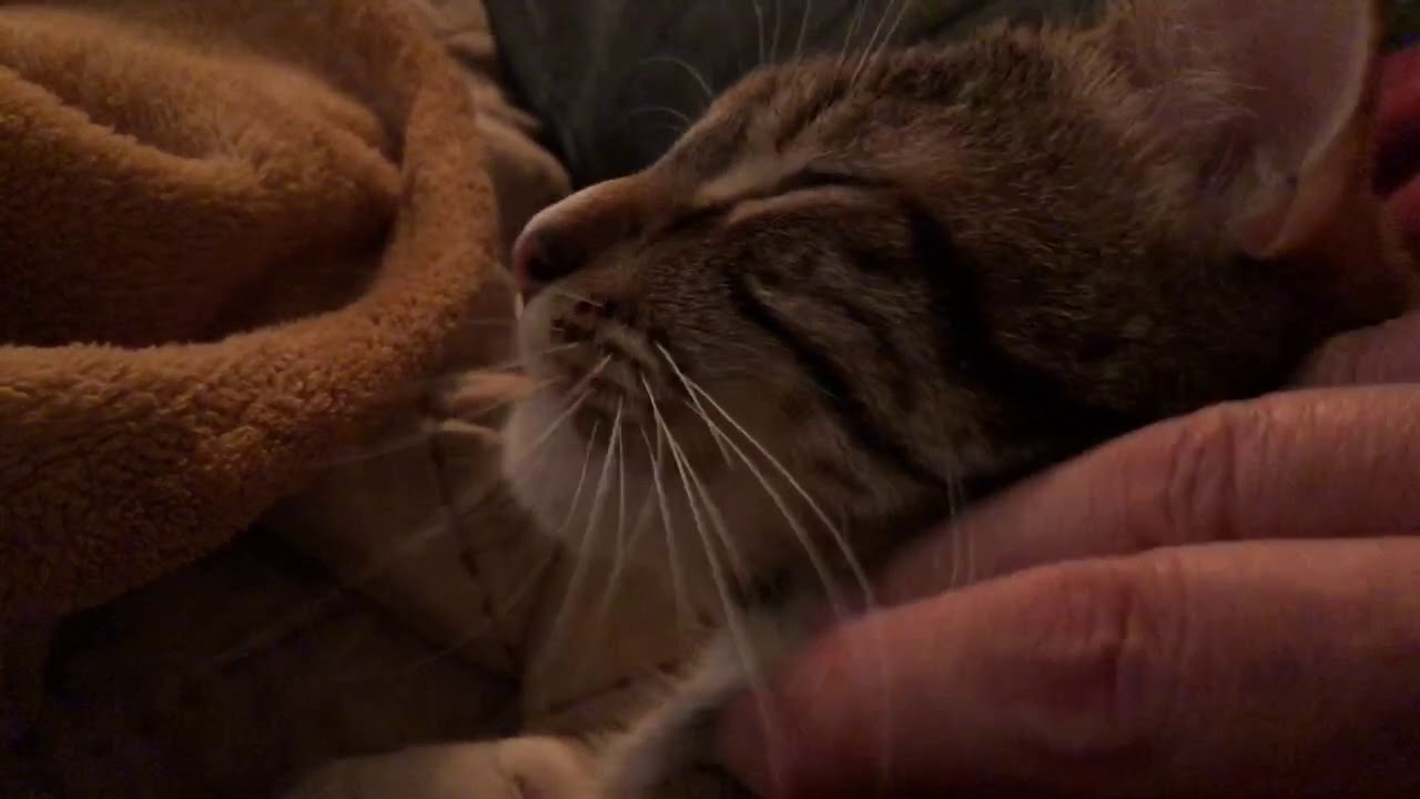 Funny cat mouth noise