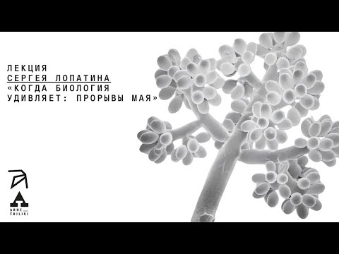 Когда биология удивляет: прорывы мая | Сергей Лопатин