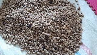 Proses pengolahan kopi luawak dan kelelawar