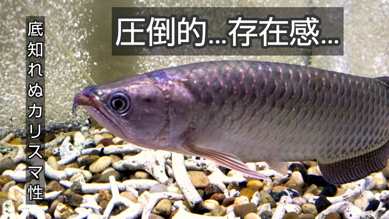 ノーザンバラムンディより格好いい魚いる？ - YouTube