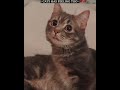 These Cats Are Hiding Their Pain 🥲💔|#shorts #catlovers #petlovers #cute #emotional #cats #kitty