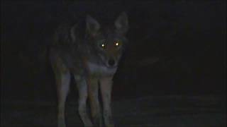 Live With The Coyote Right Now W/ Pit Bull [ - He Came Back Tonight - ]