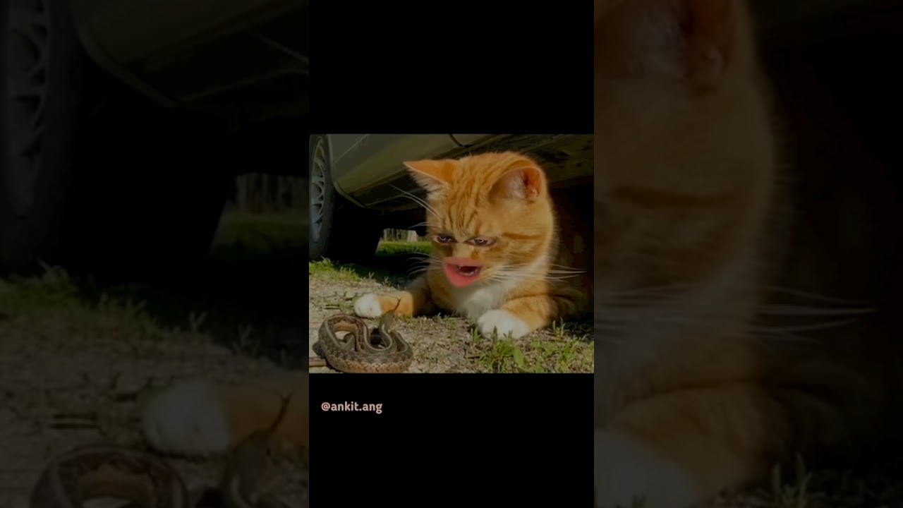 Astin ke sanp 🐍 mithles new funny video |ankitang| bagad bila | billa new funny ree 