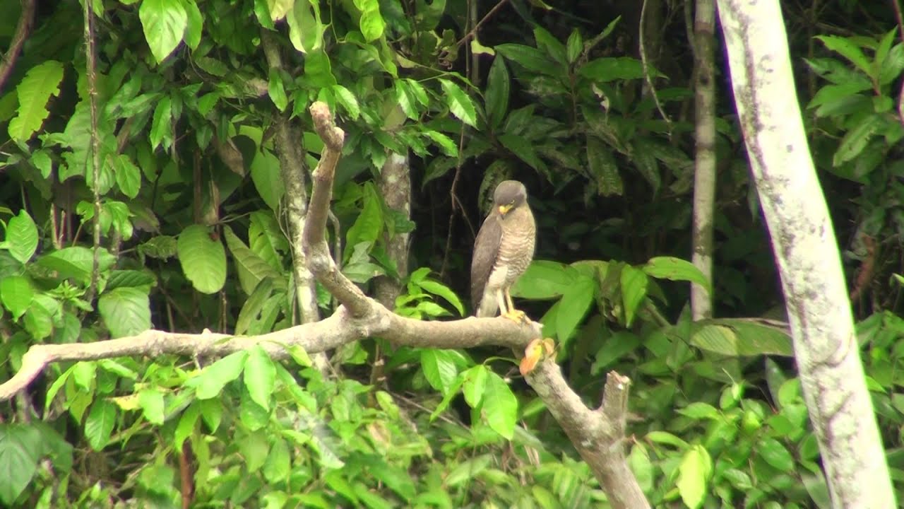 Birds of Peru: Roadside hawks 