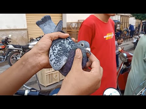 اقل اسعار للحمام الزاجل والغزار من سوق المحله الكبرى بأرقام تلفونات اصحابهم 