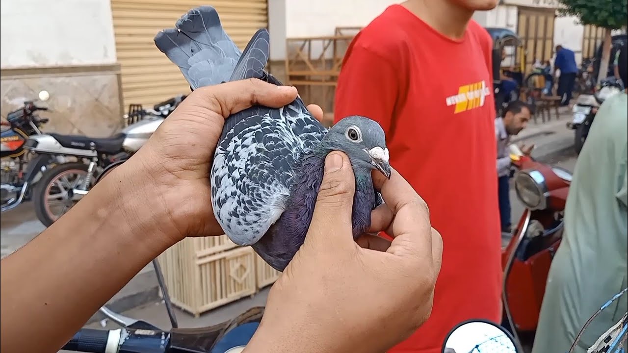 اقل اسعار للحمام الزاجل والغزار من سوق المحله الكبرى بأرقام تلفونات اصحابهم 🔥✨